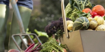The harvesting plan of vegetables in the Dmitrovsky district is exceeded by 44%