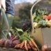 The harvesting plan of vegetables in the Dmitrovsky district is exceeded by 44%