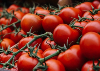 Фото:stav-geo.ru