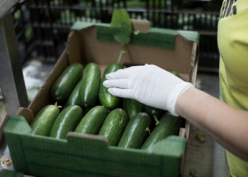 Mini cucumber has great success in Northern Italian markets