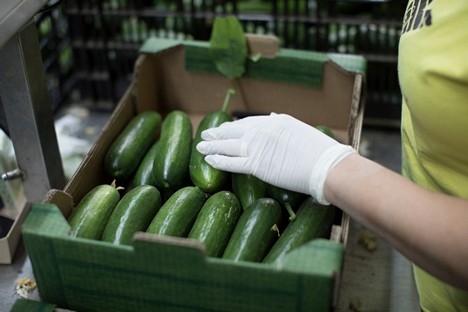 Mini cucumber has great success in Northern Italian markets