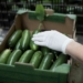 Mini cucumber has great success in Northern Italian markets
