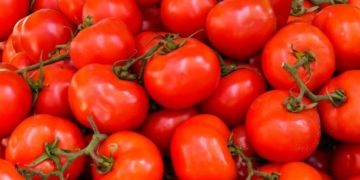 2 cases of detection of brown wrinkle virus of tomato fruits in Belarusian exports