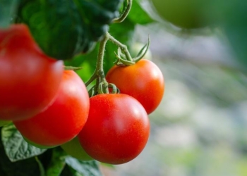 34 varieties of tomato were created within the framework of the German project “Ecological Field Tomato”