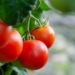 34 varieties of tomato were created within the framework of the German project “Ecological Field Tomato”