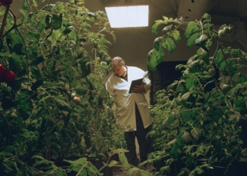 For the first time, Martian ketchup was obtained from tomatoes on the soil-imitation of the red planet