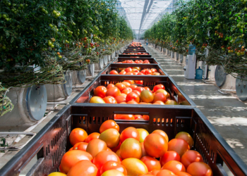 Crimean authorities will support farmers to increase vegetable production