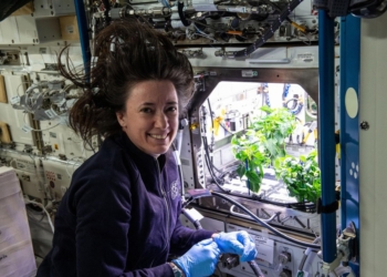 The chili peppers were harvested by an American team of astronauts on the ISS