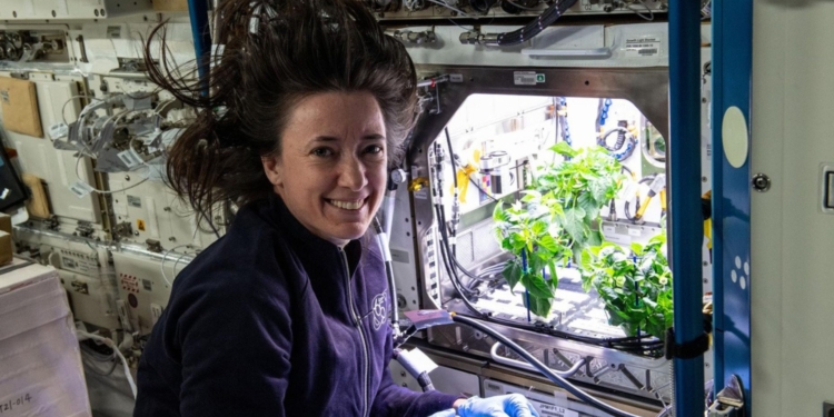 The chili peppers were harvested by an American team of astronauts on the ISS