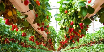 Khabarovsk Territory builds greenhouses for growing garden strawberries