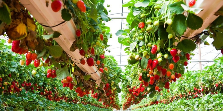 Khabarovsk Territory builds greenhouses for growing garden strawberries