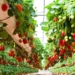 Khabarovsk Territory builds greenhouses for growing garden strawberries