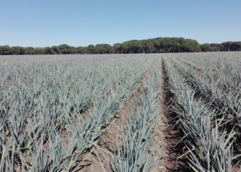 Tabuenca presented its new range of dehydrated vegetables for creams and soups at Fruit Attraction