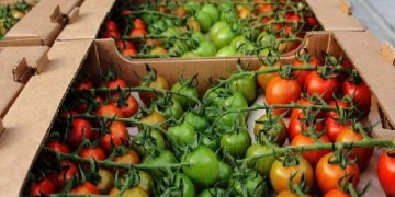 In all categories of farms, 361 thousand vegetables of open and closed ground were harvested