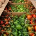 In all categories of farms, 361 thousand vegetables of open and closed ground were harvested