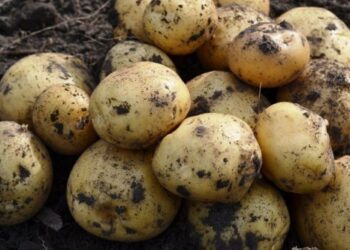 Ukraine wants to negotiate potato exports to EU