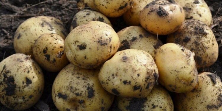 Ukraine wants to negotiate potato exports to EU