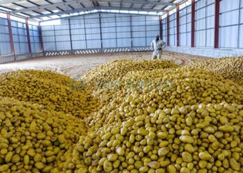 Northwest region potato stocks on December 1 totaled 165 mln cwt