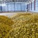 Northwest region potato stocks on December 1 totaled 165 mln cwt