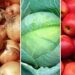 Belarusian authorities curb onion, cabbage and apple exports