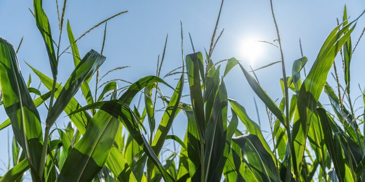 KWS raises guidance for the year after a successful first half