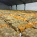 “Dutch potato exports waiting on Eastern European demand”