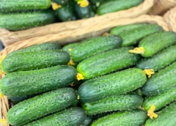 In the Ivanovo region will increase the production of greenhouse vegetables