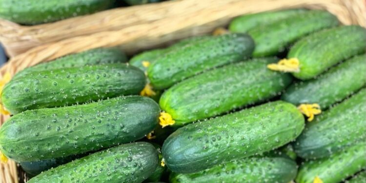 In the Ivanovo region will increase the production of greenhouse vegetables