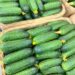In the Ivanovo region will increase the production of greenhouse vegetables