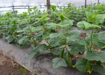 It is planned to increase the yield of vegetables in the greenhouse complexes of Transbaikalia