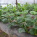 It is planned to increase the yield of vegetables in the greenhouse complexes of Transbaikalia