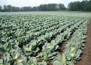Siberia will increase the production of potatoes, cabbage and carrots