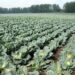Siberia will increase the production of potatoes, cabbage and carrots