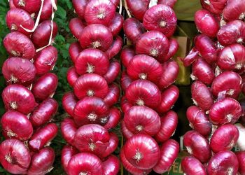 New types of Yalta onions are being bred in Crimea
