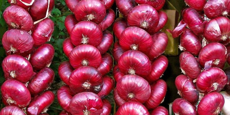 New types of Yalta onions are being bred in Crimea