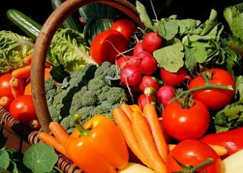 In Chelyabinsk, the possibility of producing vegetable seeds of domestic selection on an industrial scale was discussed
