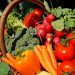 In Chelyabinsk, the possibility of producing vegetable seeds of domestic selection on an industrial scale was discussed