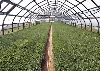 Vegetable enterprises of Kuzbass are actively engaged in sowing seedlings