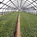 Vegetable enterprises of Kuzbass are actively engaged in sowing seedlings