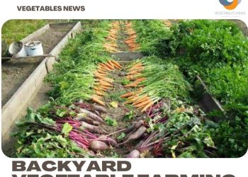 Backyard Vegetable Farming, How To Start, Ideas