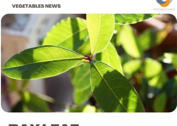 Bay Leaf Gardening For Beginners, How To Start