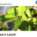 Bay Leaf Gardening For Beginners, How To Start