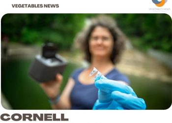 Cornell researchers developing farming weather technology