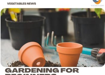 Vegetable Container Gardening for Beginners