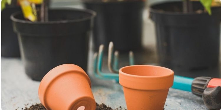 Vegetable Container Gardening for Beginners