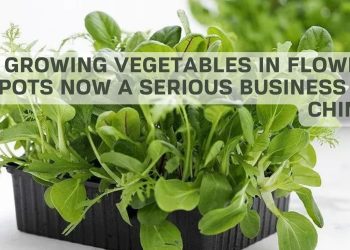Growing vegetables in flower pots now a serious business in China