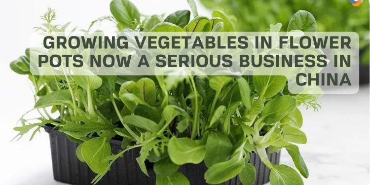 Growing vegetables in flower pots now a serious business in China