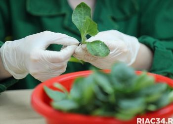 Volgograd region plans to become the largest seed-growing center in the country
