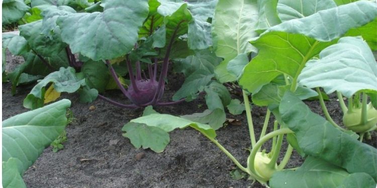Kohlrabi Gardening For Beginners, How To Start