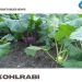 Kohlrabi Gardening For Beginners, How To Start